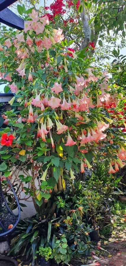 Ashcroft Gardens Bed & Breakfast Napier Exterior foto