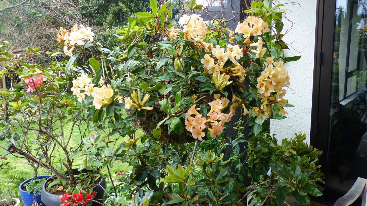 Ashcroft Gardens Bed & Breakfast Napier Exterior foto